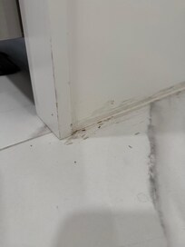 Bugs on floor