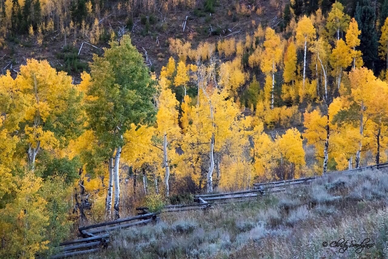 Fall aspens and fence below cabin.