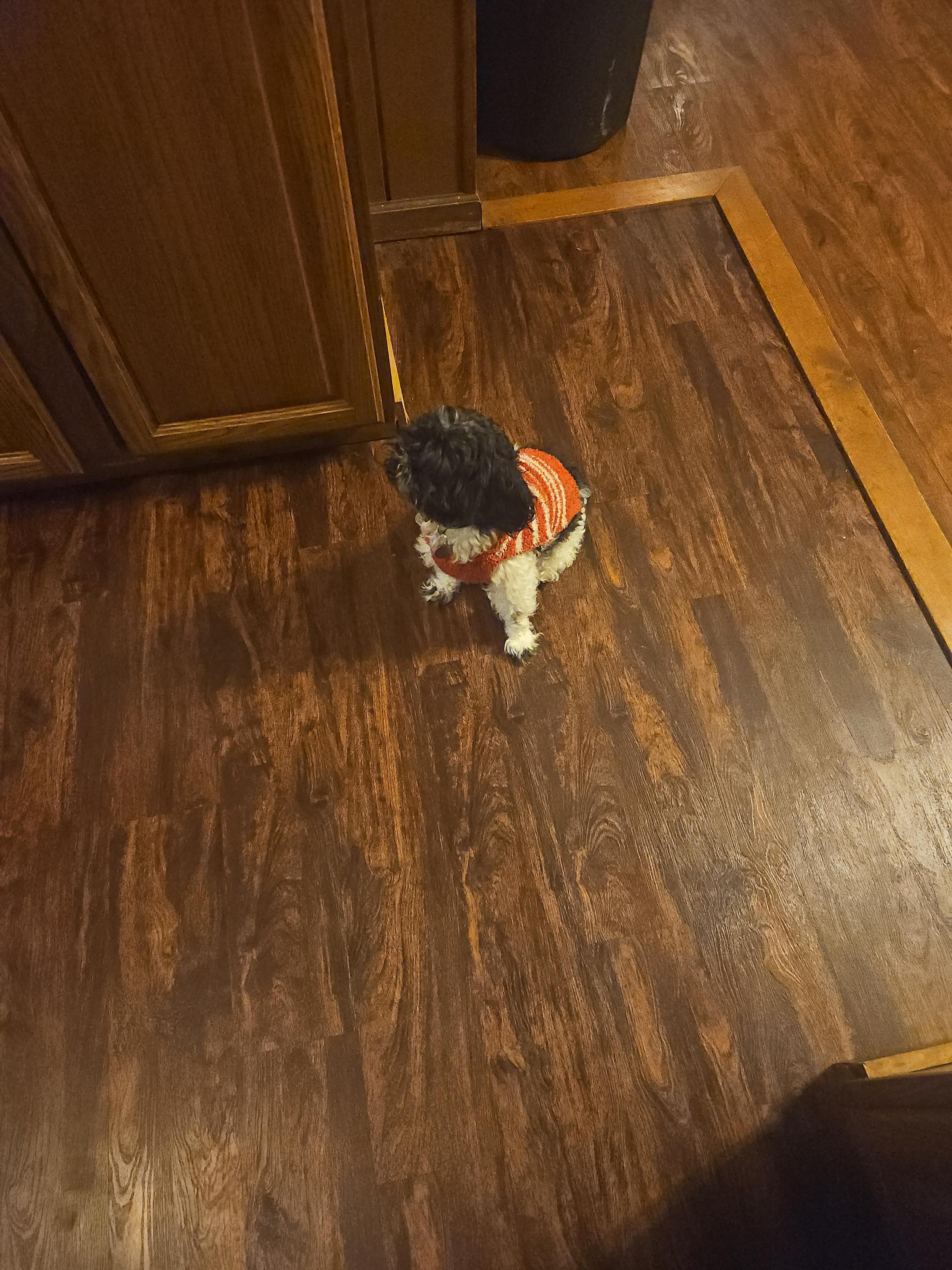 JJ enjoyed all the running in his Christmas hoodie