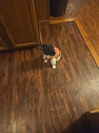 JJ enjoyed all the running in his Christmas hoodie