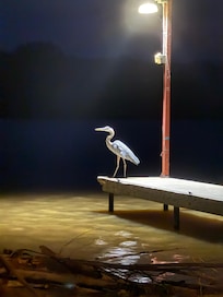 Great view of Heron fishing off pier each night