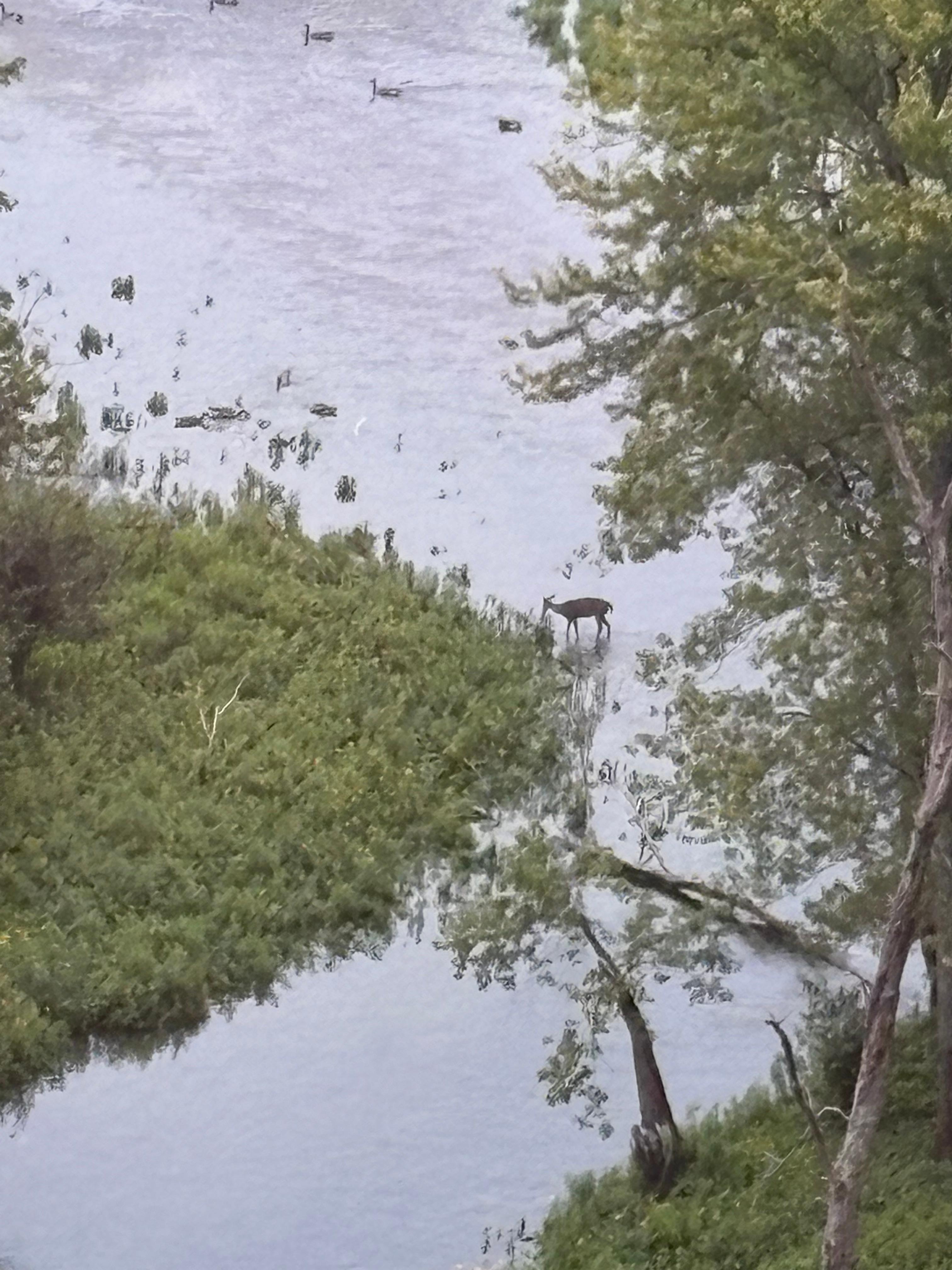 Deer and ducks from the comfort of the sun porch!