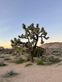 Joshua Tree 1 hr away