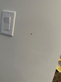 Fruit flies on the bedroom area wall