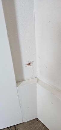 Spider and bugs were throughout the property