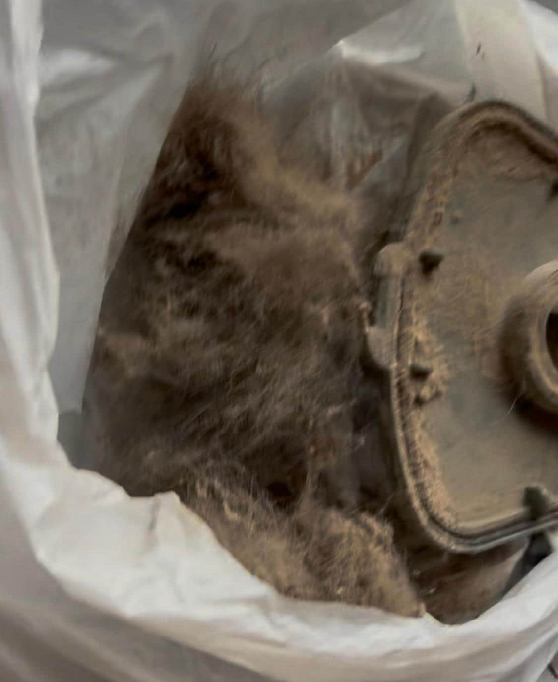 Hair from vacuuming bedroom 