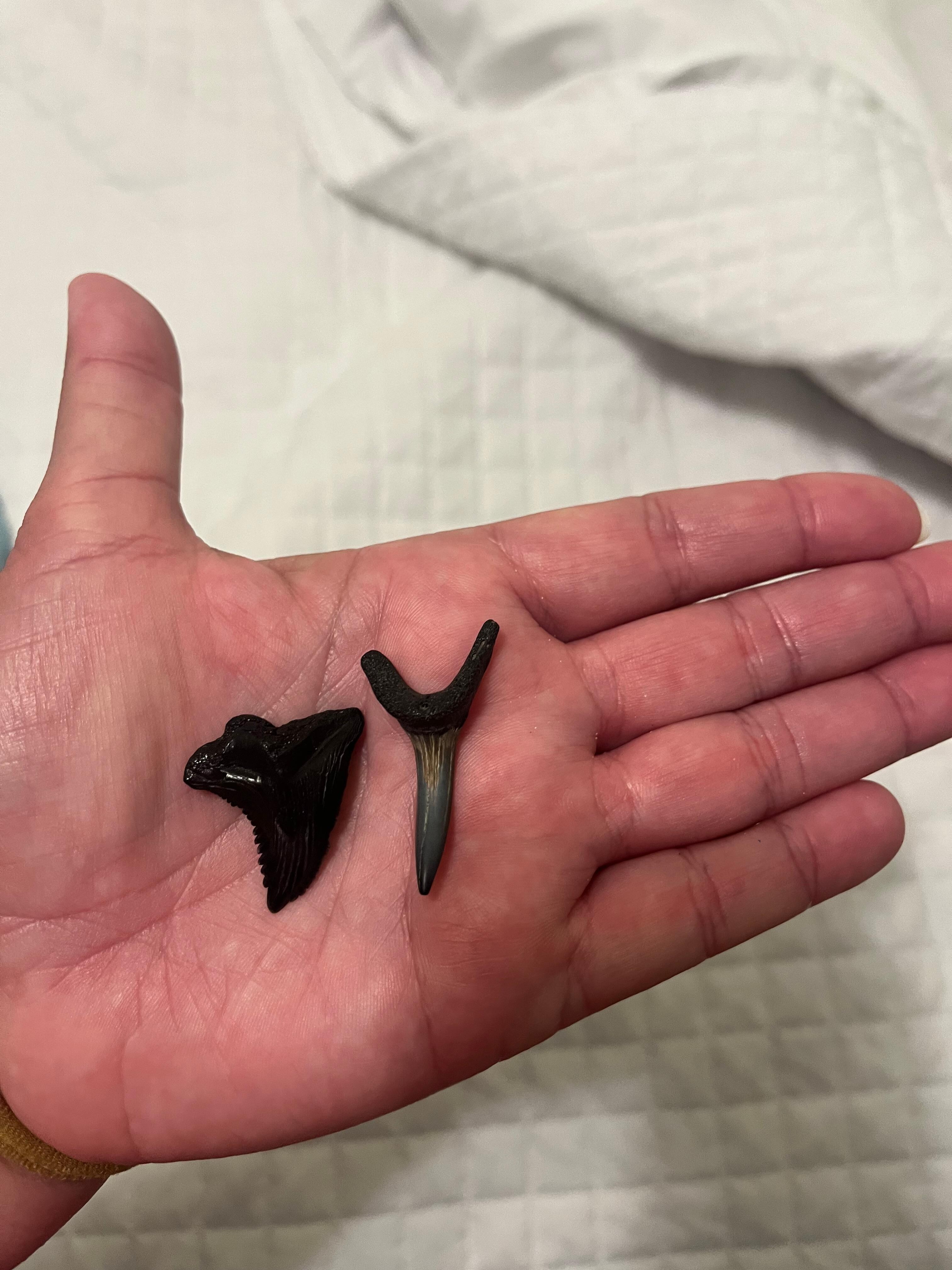 Sharks teeth we found.