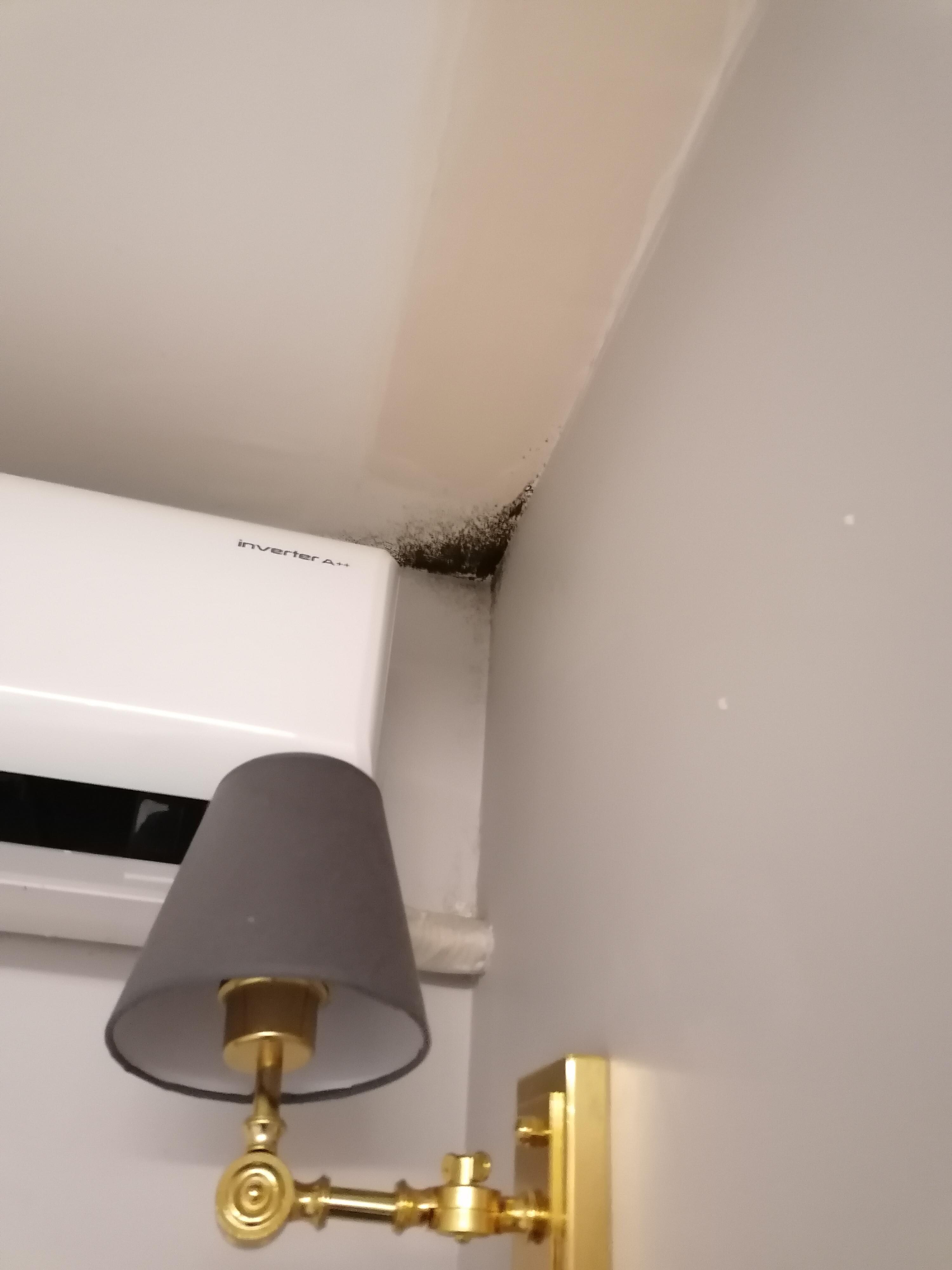 Schimmel I'm Zimmer 