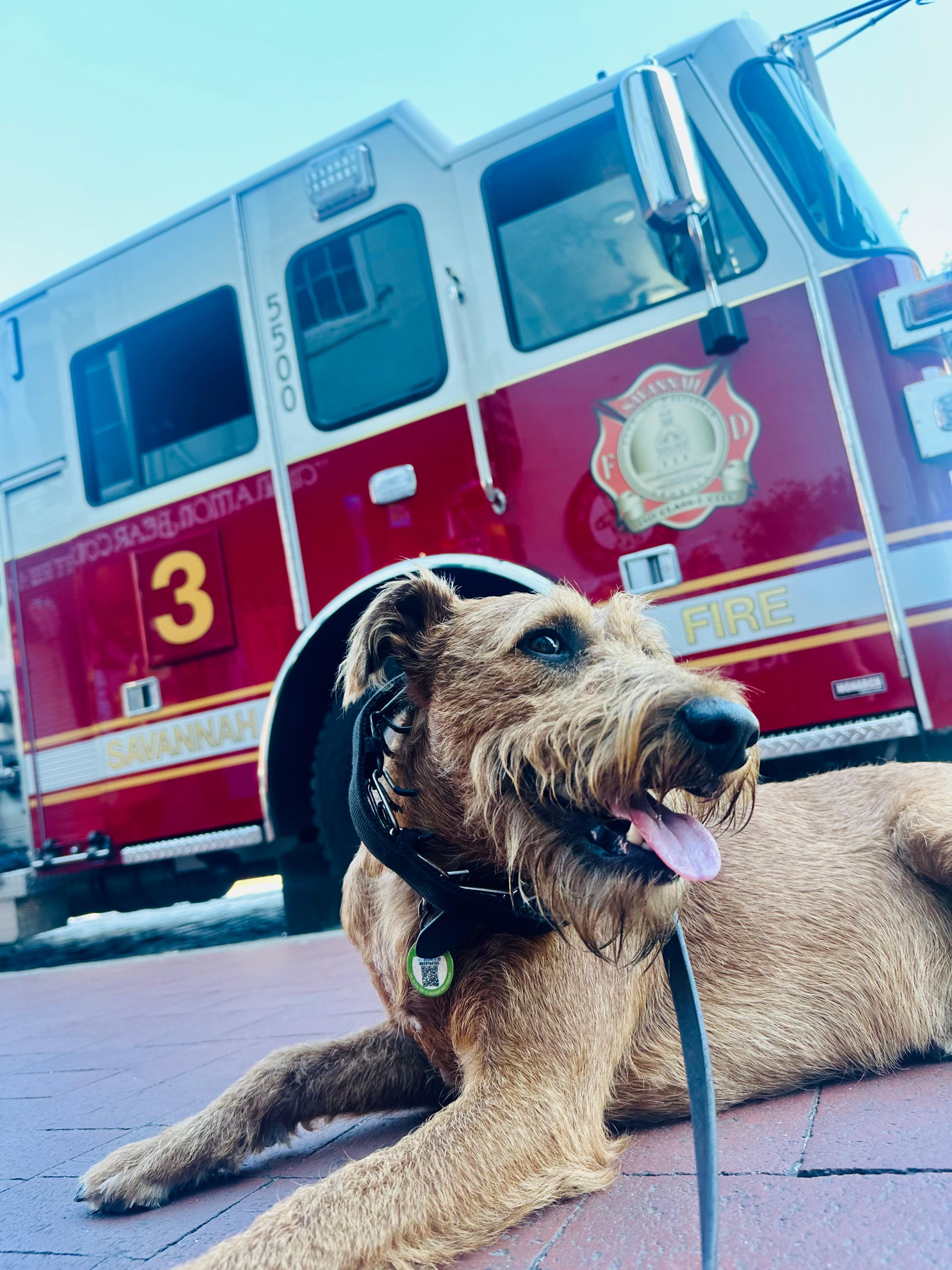 Savannah Firehouse Dog 