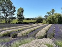 Lush fields of lavender on the farm. You can cut a bunch of lavender to take home!