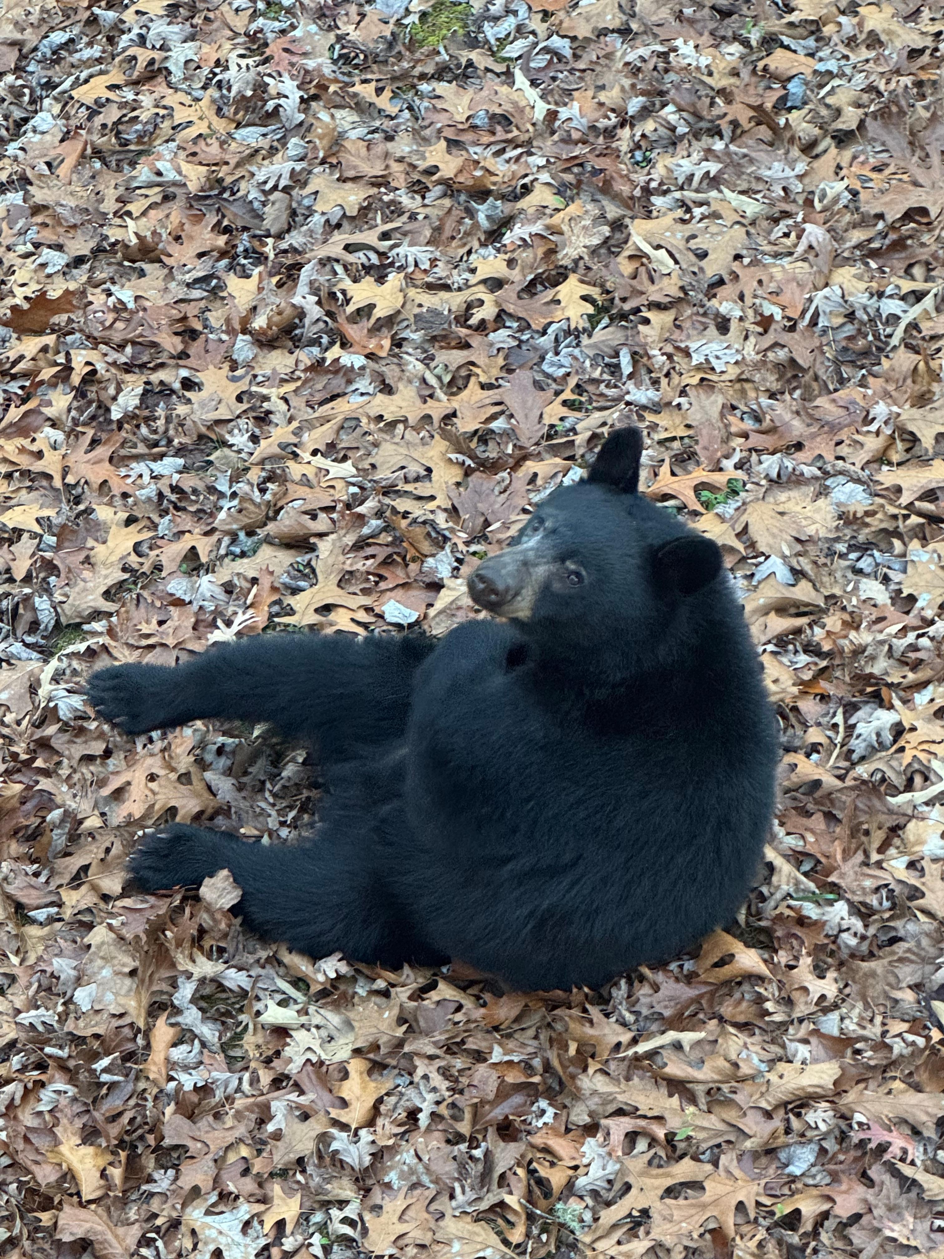 New friend off the side patio