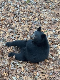New friend off the side patio
