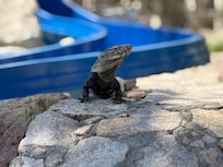 Lizard