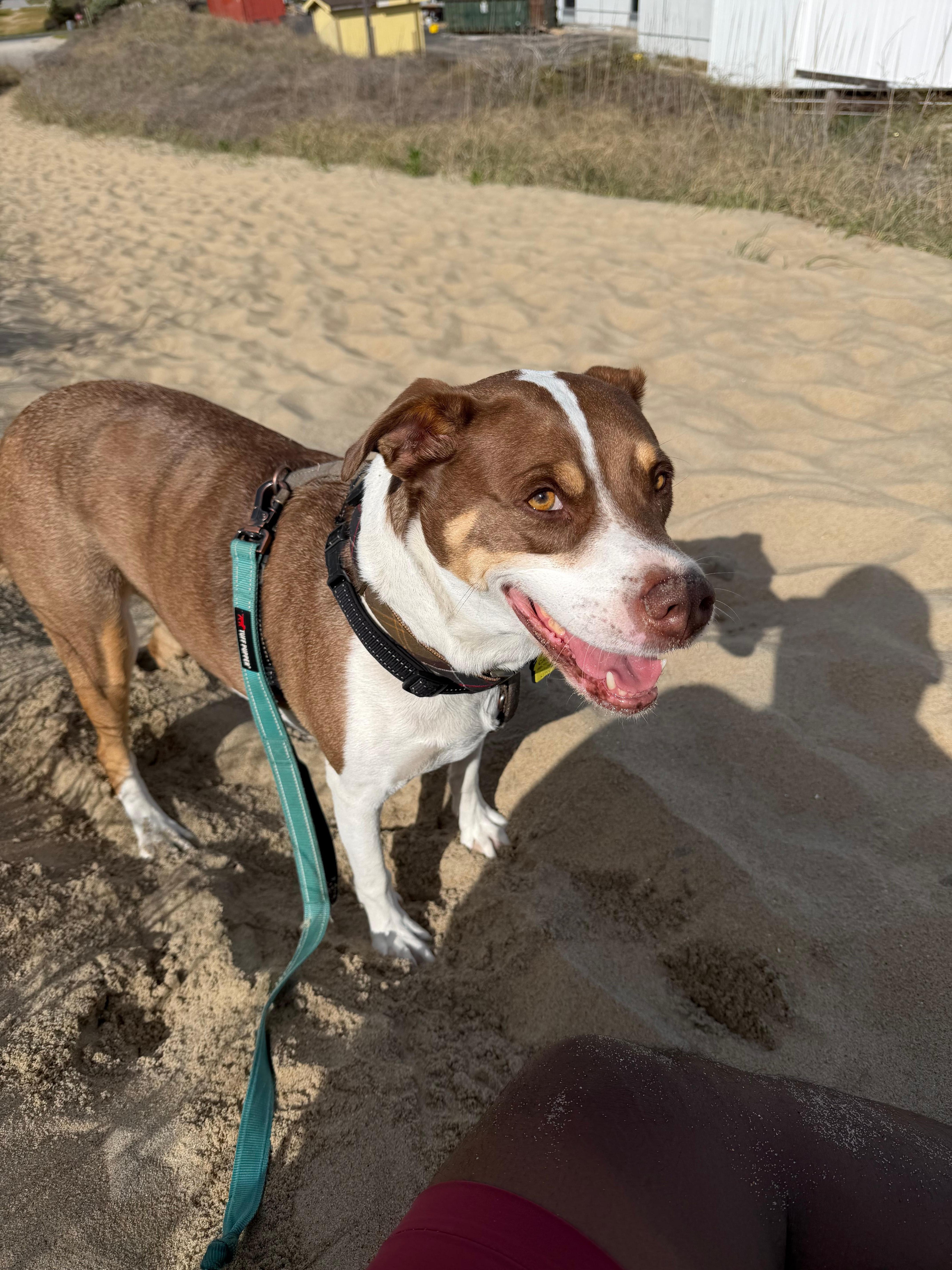 Love the dog friendly accommodation!