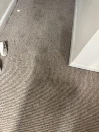 Verdreckter Teppich im ganzen Haus
