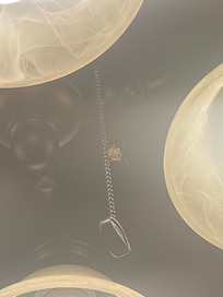 Stink bugs everywhere