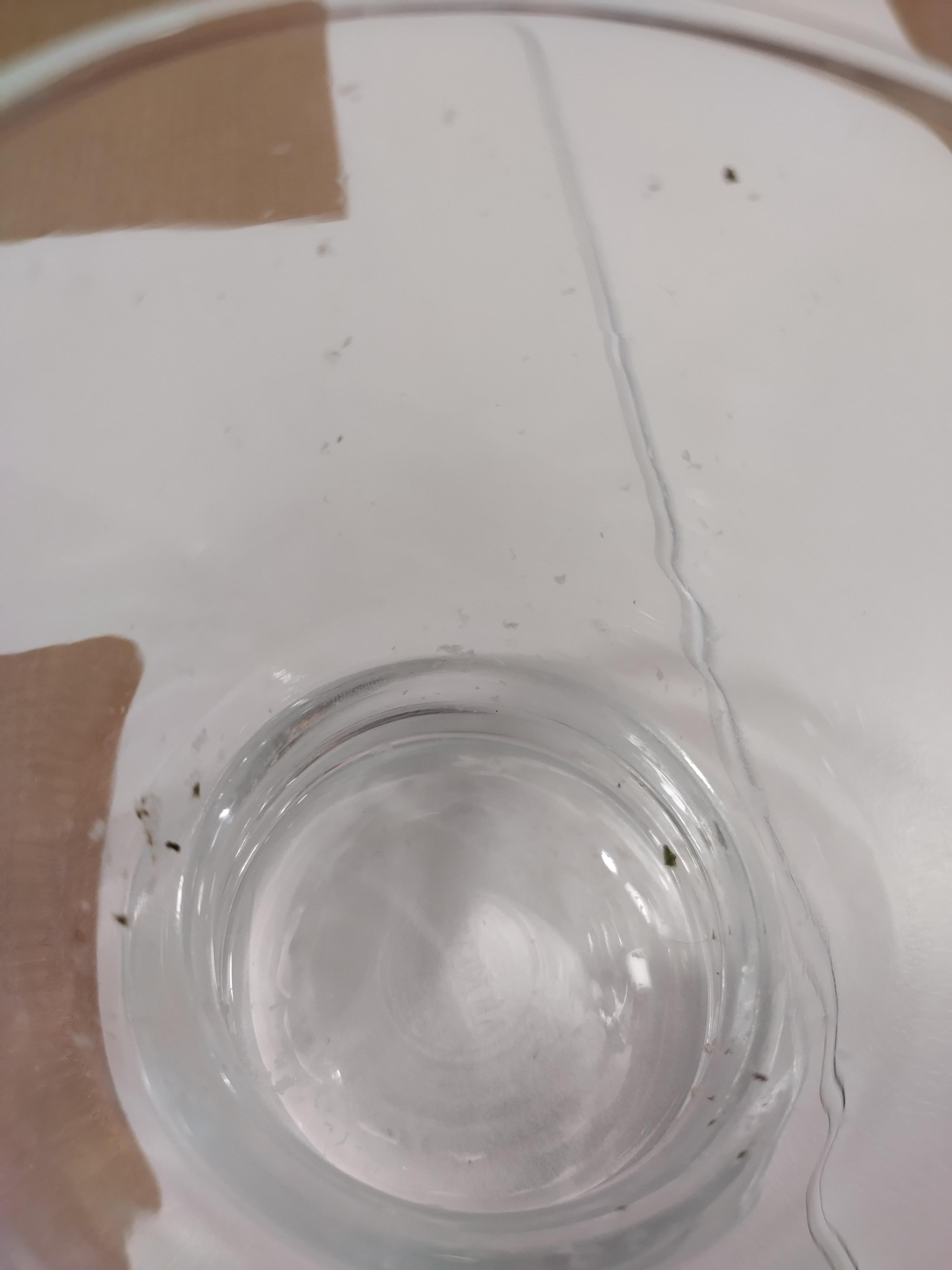 Das Glas stellte uns der Kellner hin