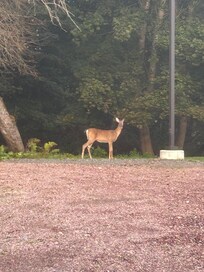 Deer in parking area