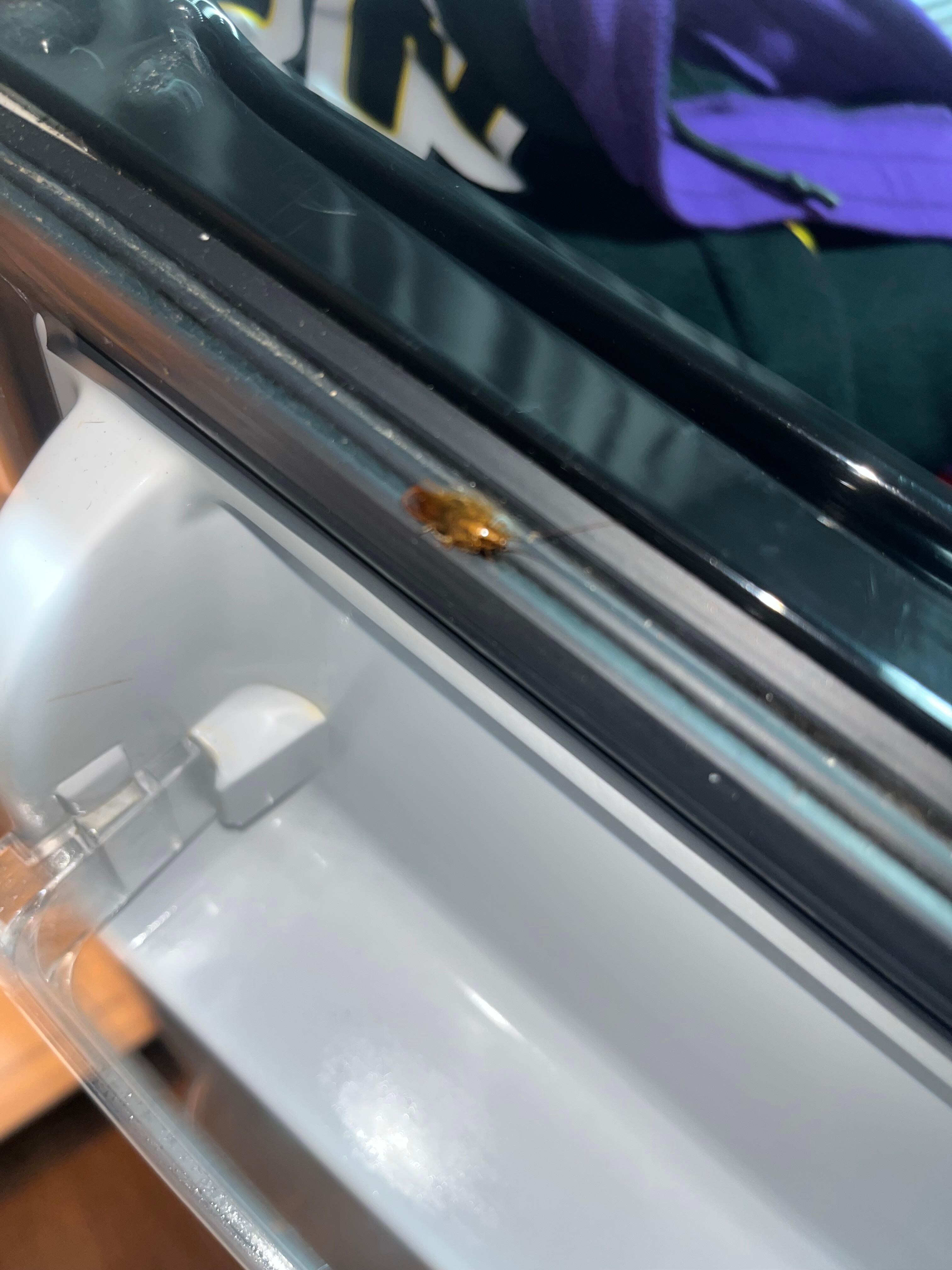 Roach in fridgerator