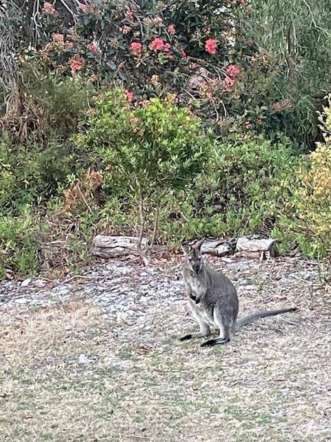 Wallaby in Front garden 