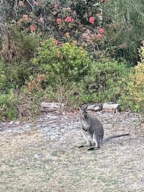 Wallaby in Front garden