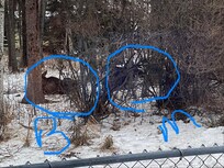 MOOSE!!!