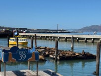 Sea lions at Pier 39