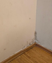 Mold in the corners of the room
