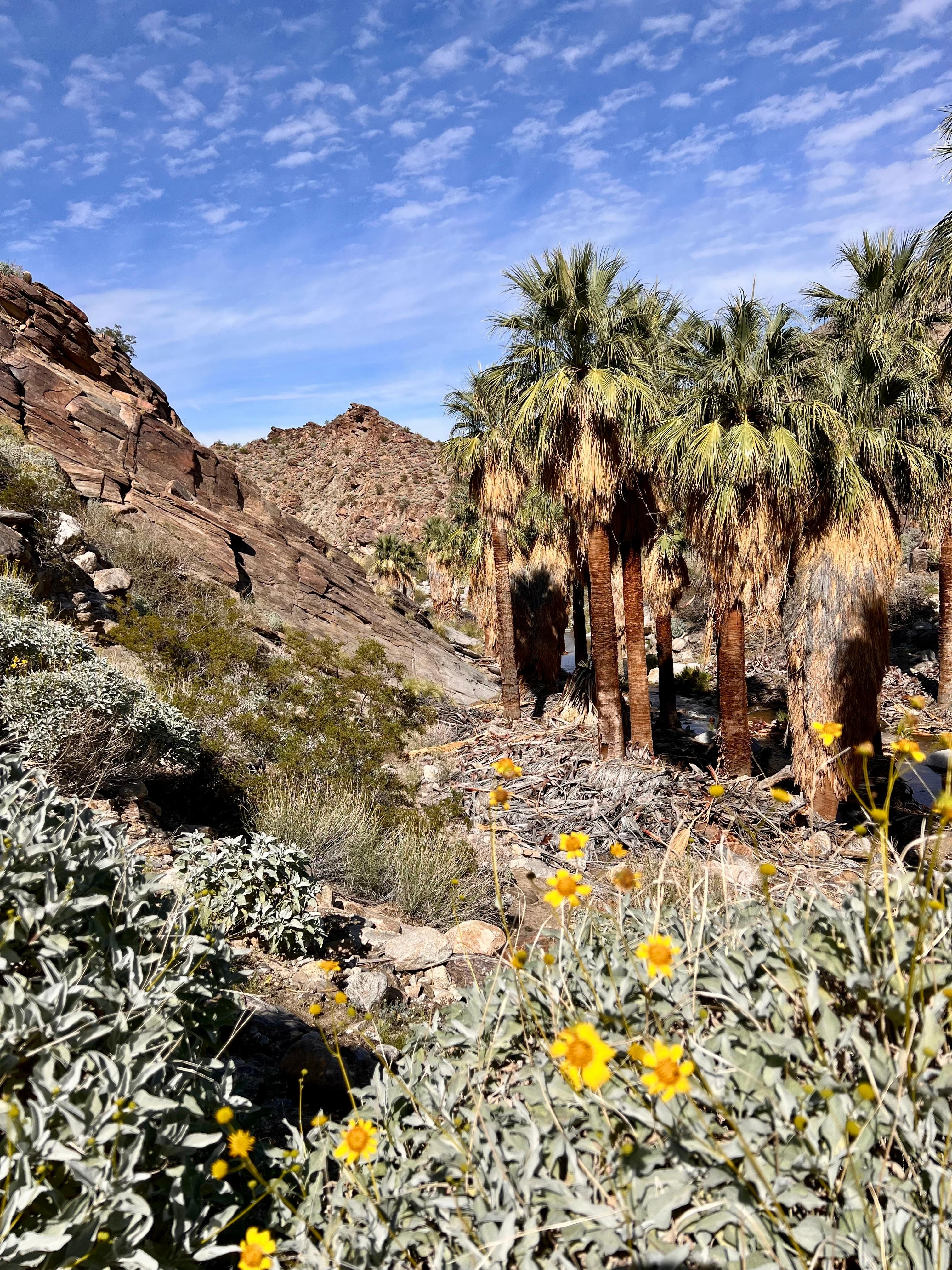 Palm Canyon hike 15 min drive