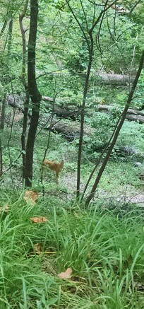 Deer on the drive up, they are everywhere.