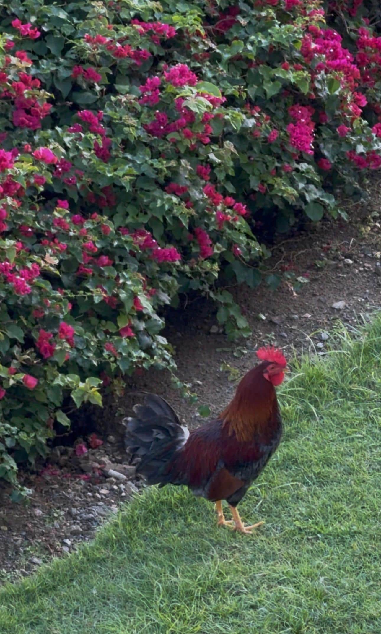 Grounds at Margaritaville 