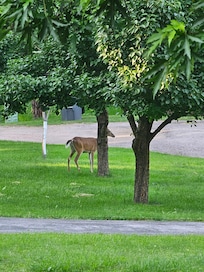 Deer in the yard