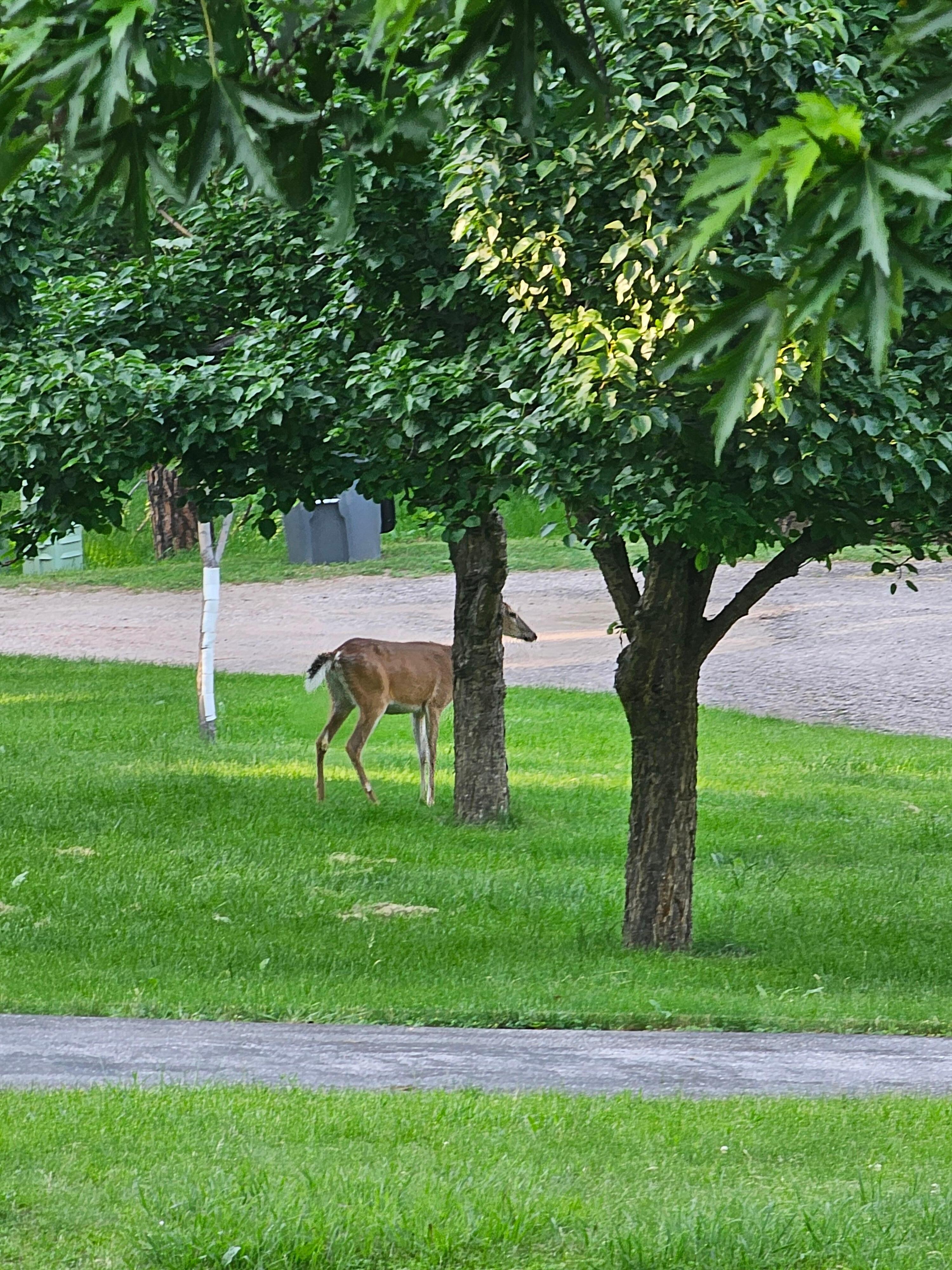 Deer in the yard