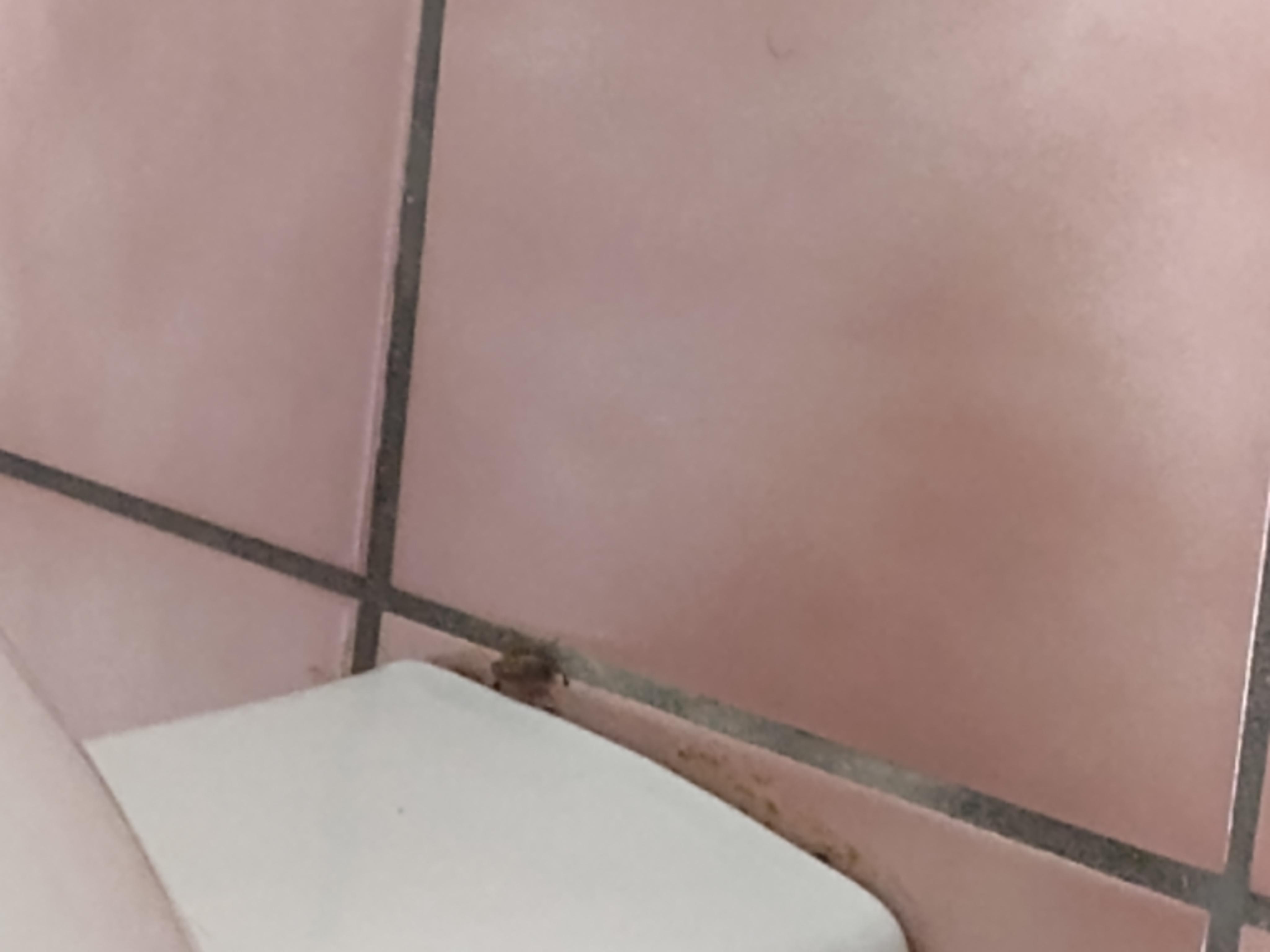 Roach near the toilet