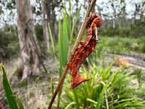 Wattle moth catepillar - Neola semiaurata