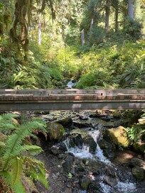Hoh rainforest