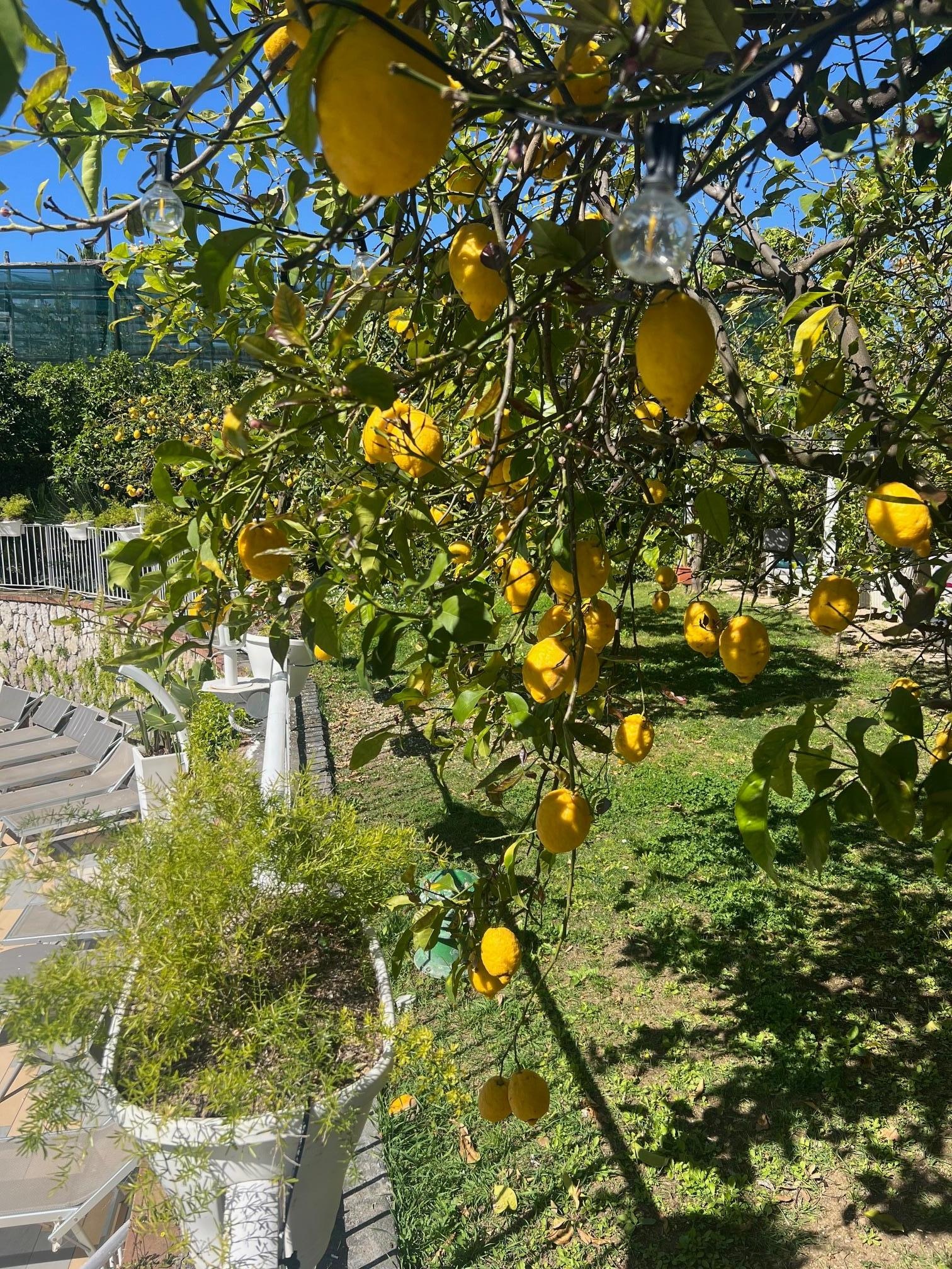 Kæmpe citroner i haven