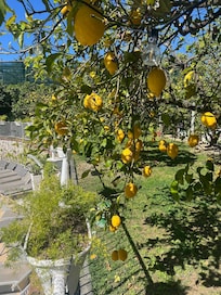 Kæmpe citroner i haven