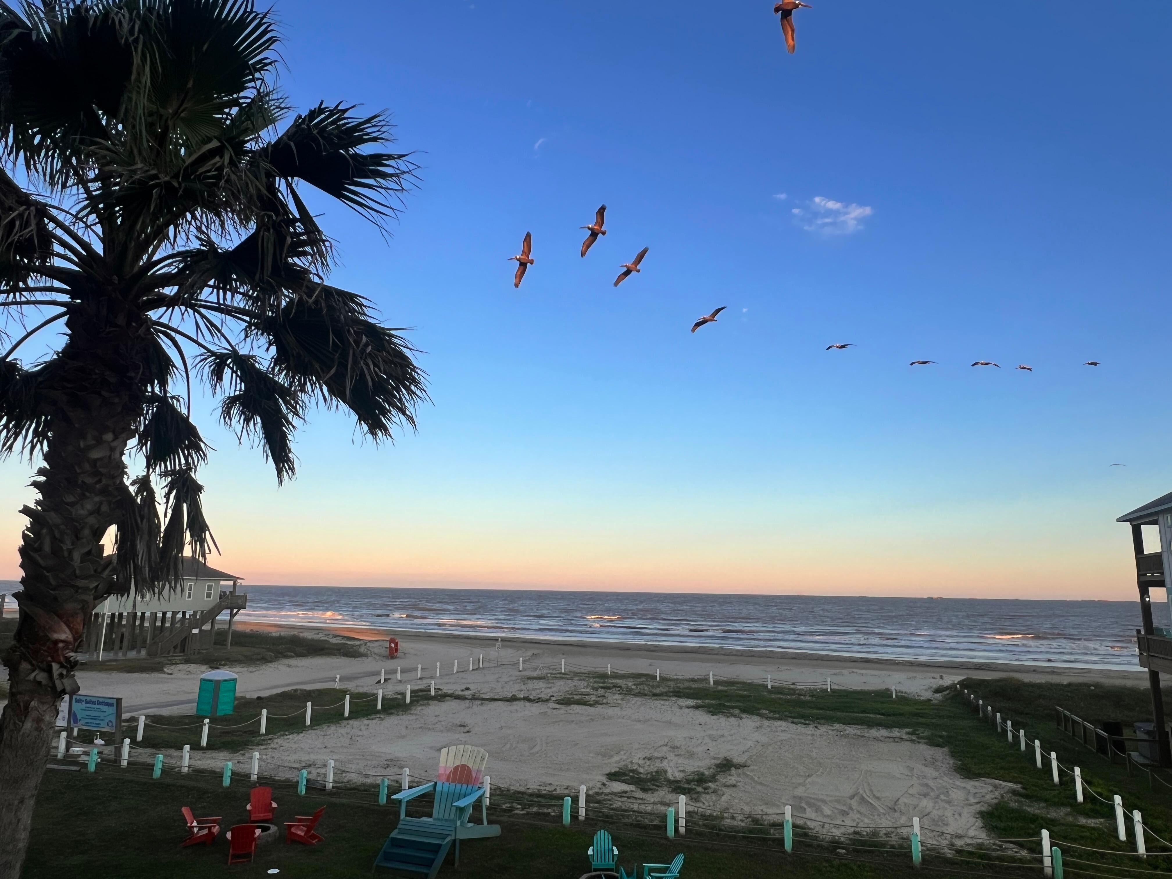 Enjoyed watching the Pelicans cruise by the suites all afternoon!