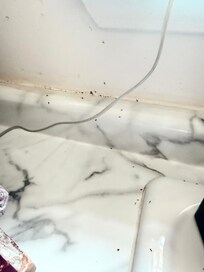 Ants