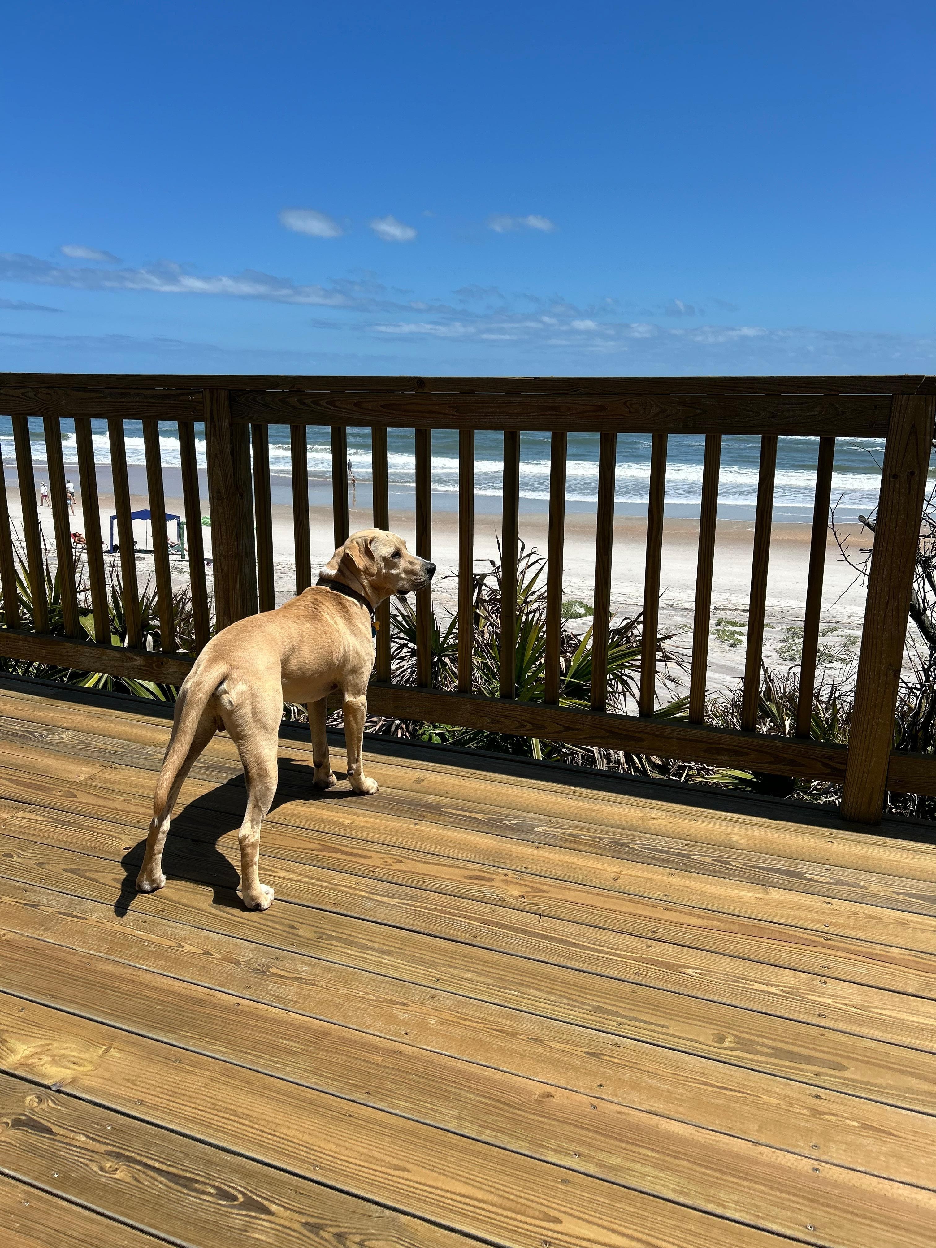 Our George really enjoyed the dog friendly beach!