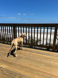 Our George really enjoyed the dog friendly beach!