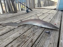 Shark caught