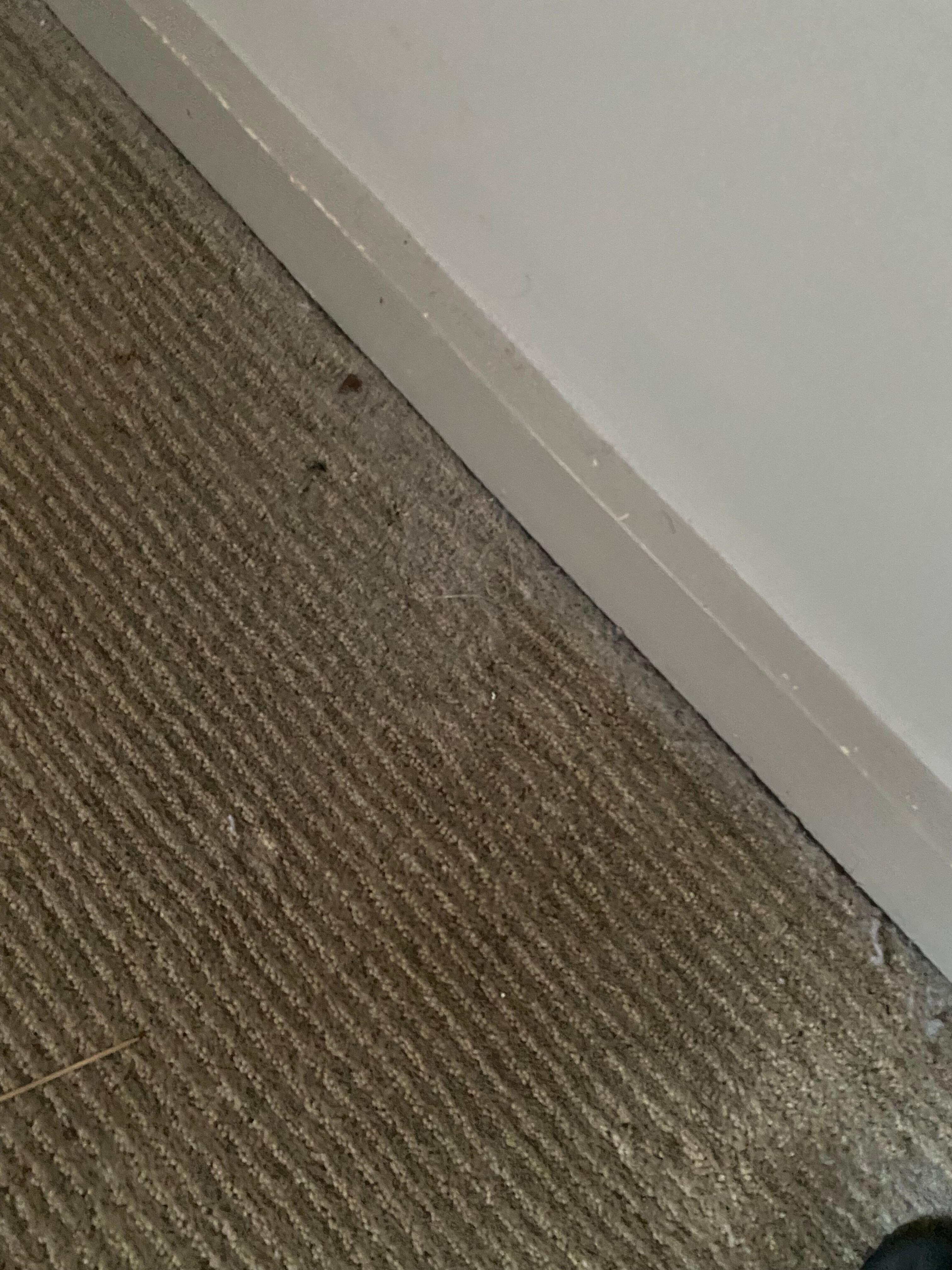 carpet edges thick with dust
