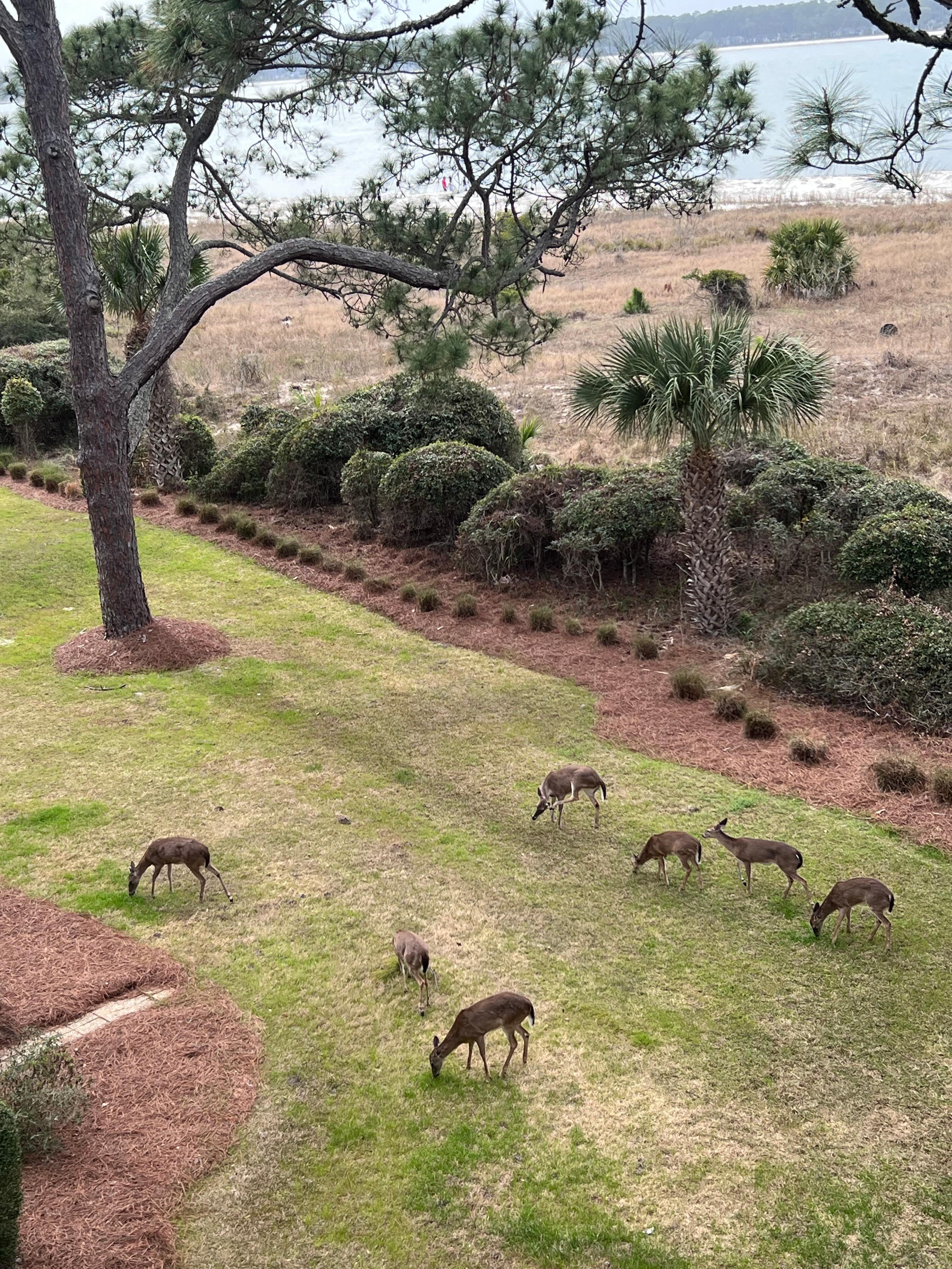 Enjoyed watching the deer wandering around the property 