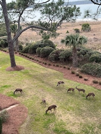 Enjoyed watching the deer wandering around the property