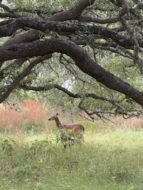 Deer on the property - as I mentioned it’s very secluded and relaxing (but only 15-20 min from town)