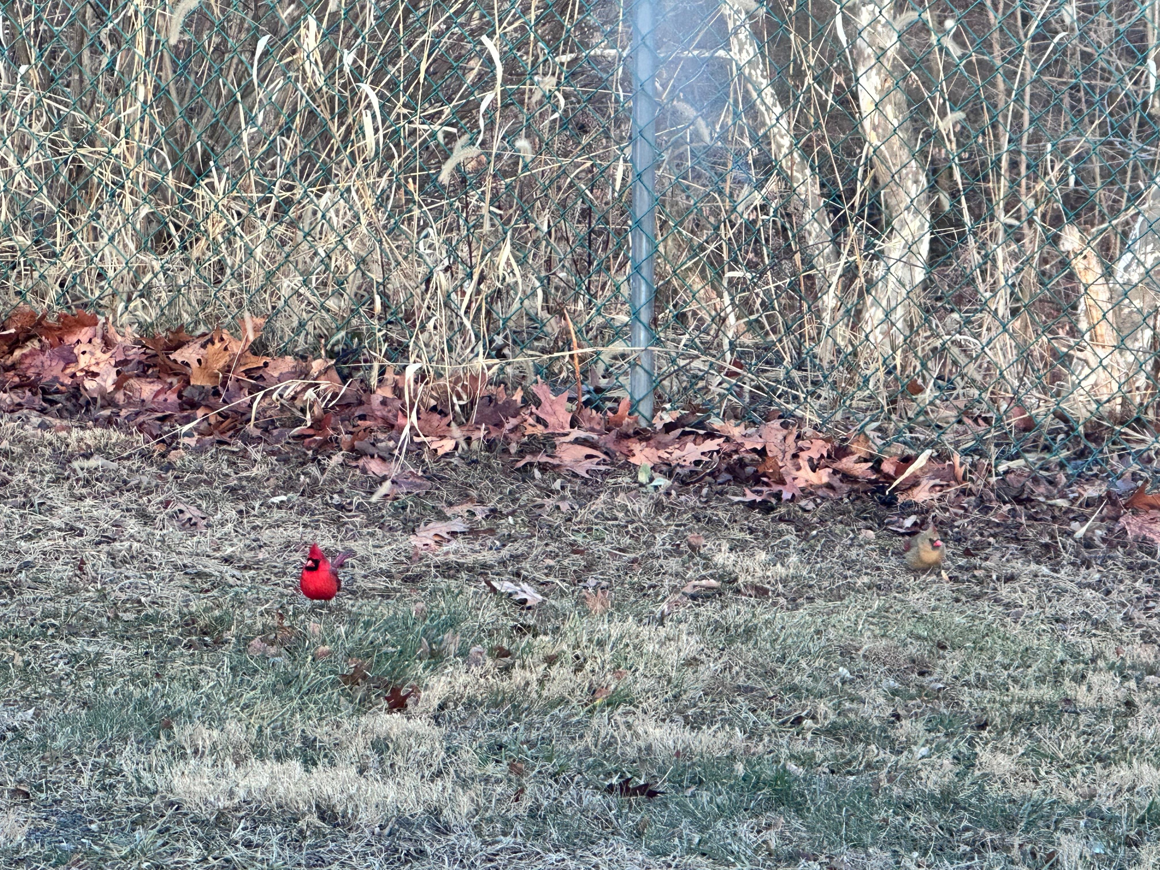 Two Cardinals on front lawn, the male and female (zoom in for her on the right)