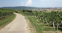 Steep cyckle track through vineyard near Molsheim with wonderful views.