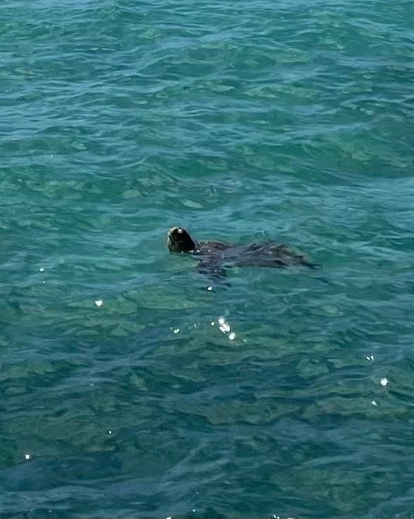 Turtles every afternoon right in front of the lanai. 